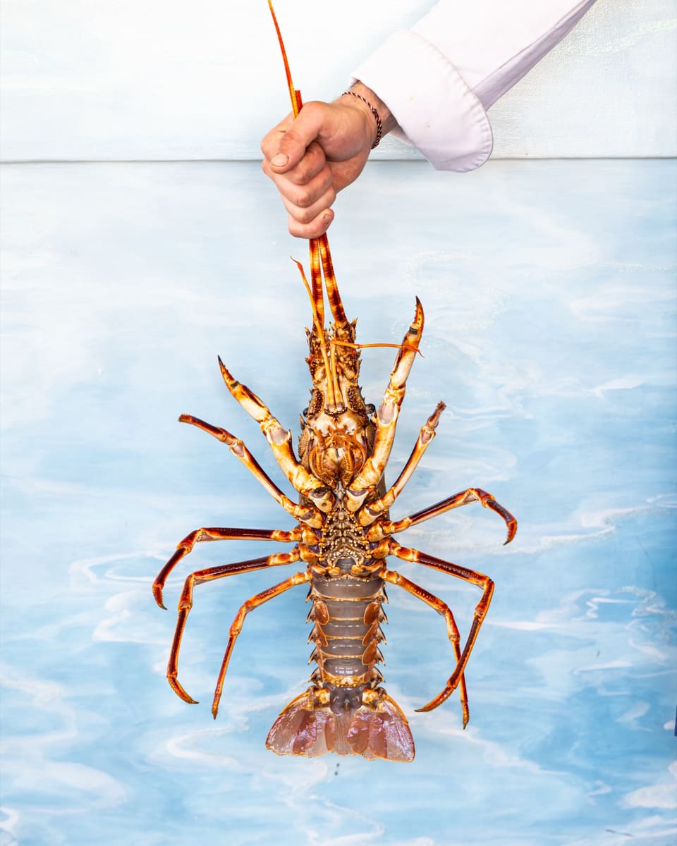 Une langouste tenue à bout de bras en cuisine
